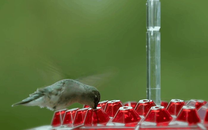 HaulWellGoods - Hummingbird Feeder - Ant-Free Nectar Always