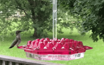 HaulWellGoods - Hummingbird Feeder - Nectar Stays Ant-Free