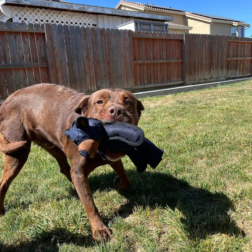 HaulWellGoods - Bear Dog Toy - Tough Play For Chewers