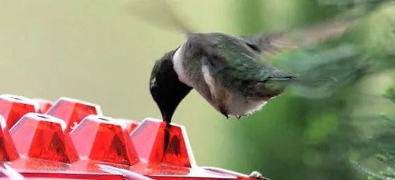 HaulWellGoods - Hummingbird Feeder - Ant-Free Nectar Always