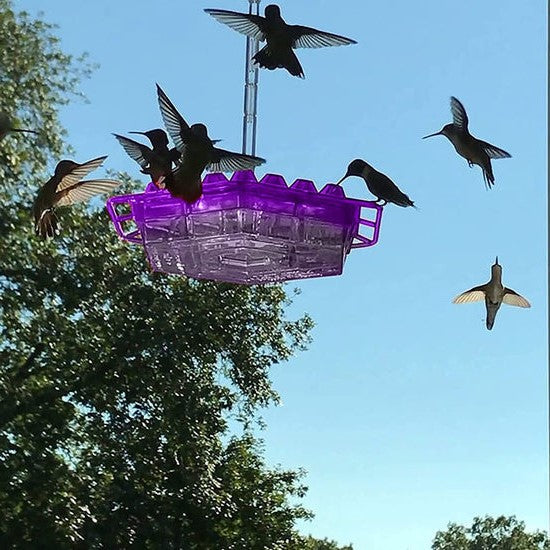 HaulWellGoods - Hummingbird Feeder - Ant-Free Nectar Always