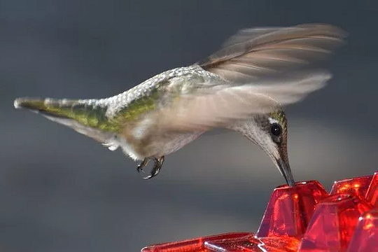 HaulWellGoods - Hummingbird Feeder - Ant-Free Nectar Always
