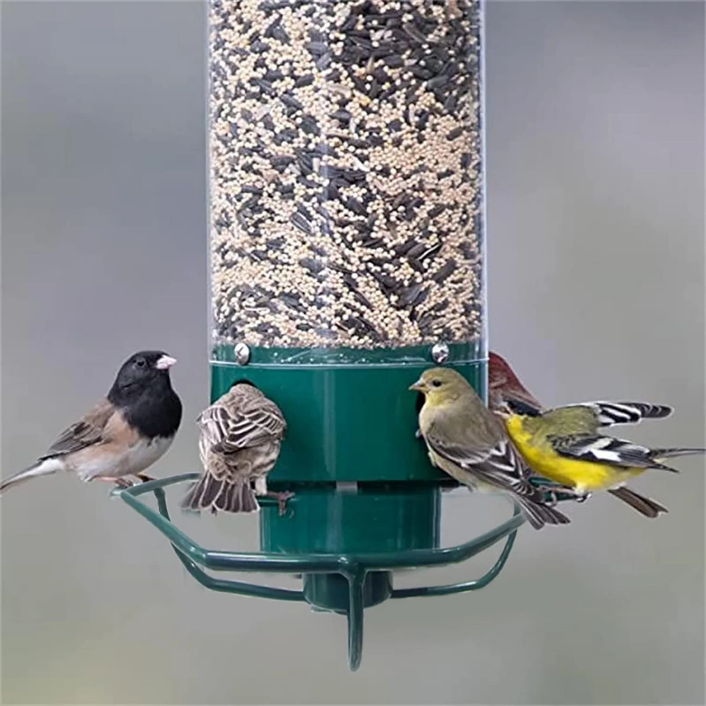 HaulWellGoods - Bird Feeder - Squirrel-Proof Design